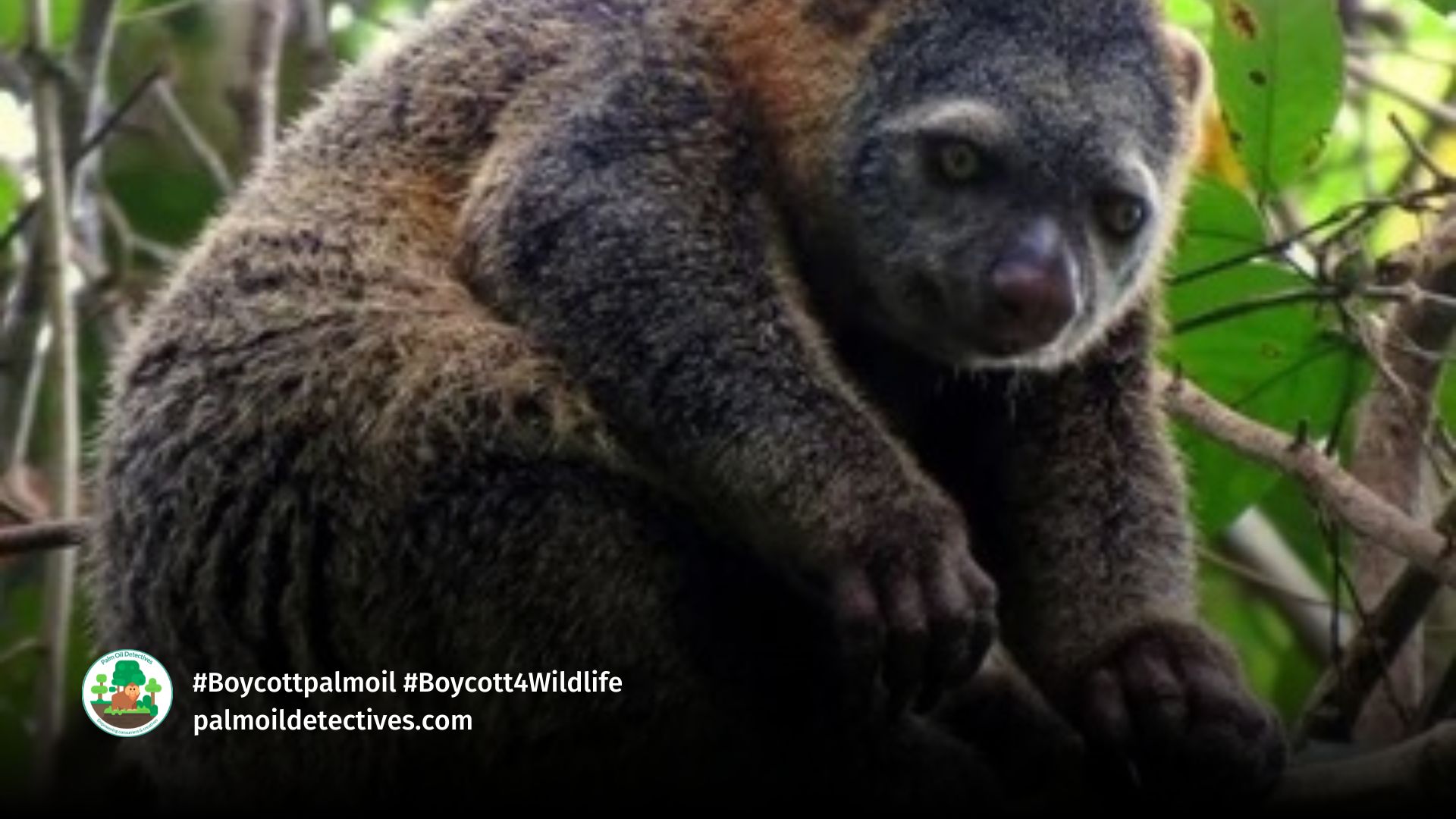 Bear Cuscus Ailurops ursinus.
