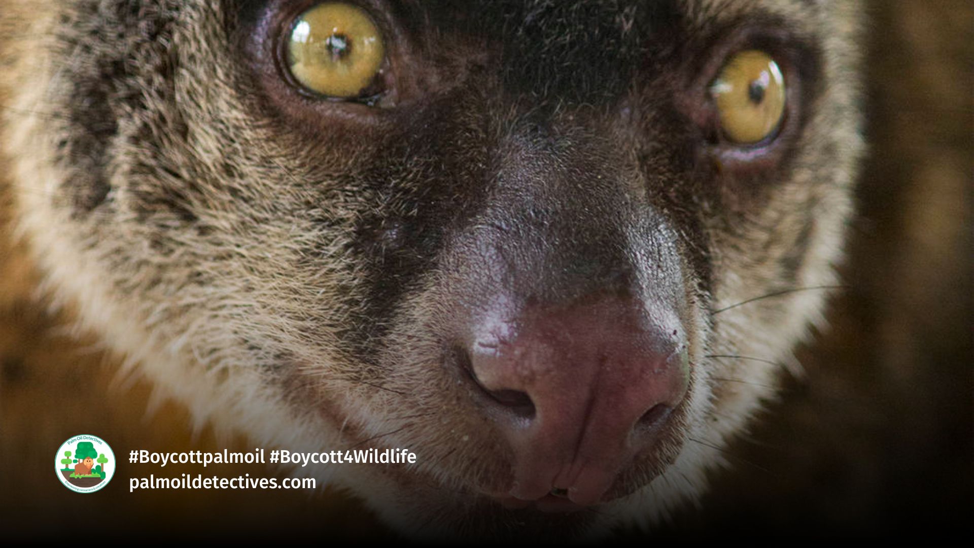 Bear Cuscus Ailurops ursinus.