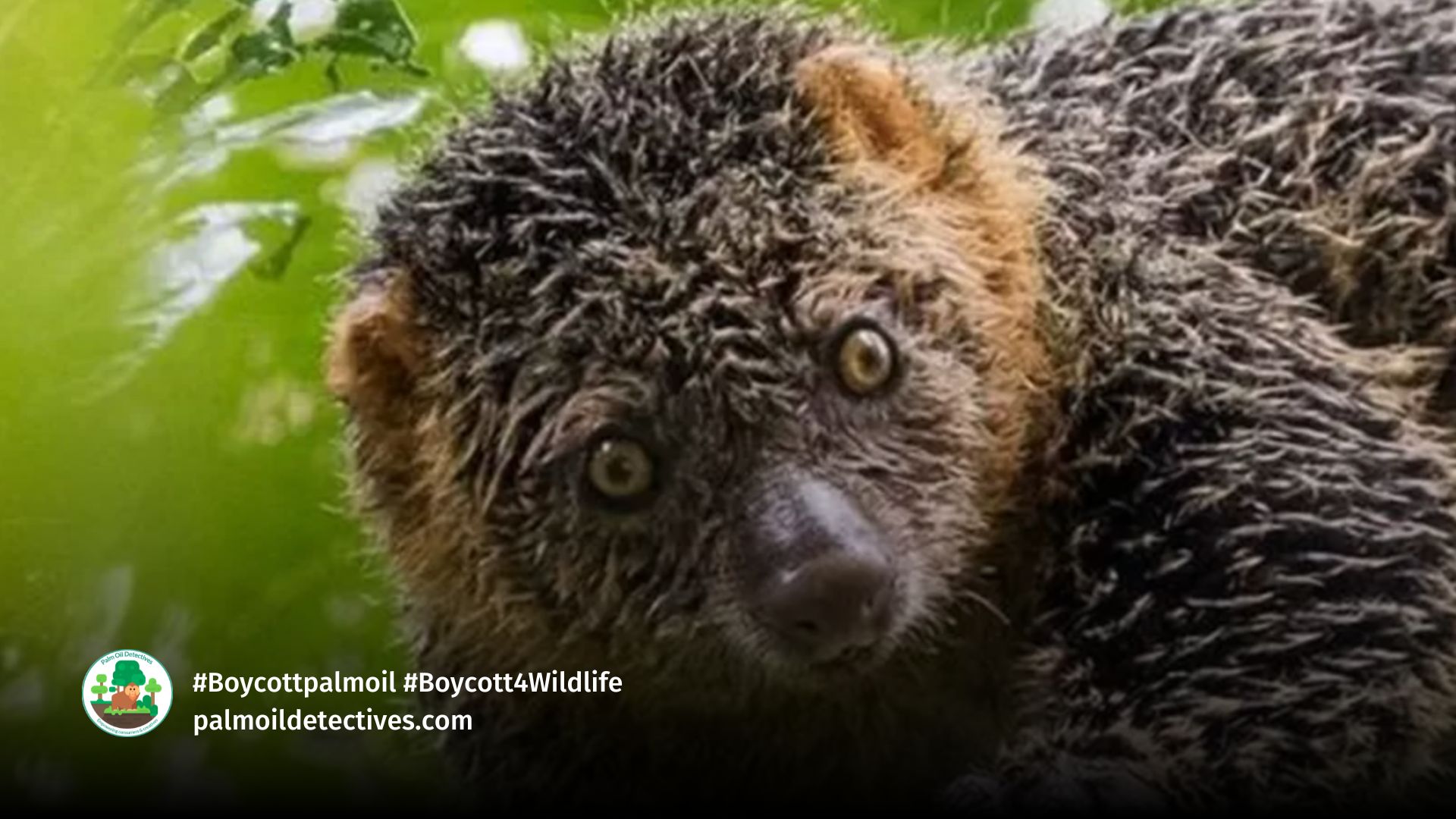 Bear Cuscus Ailurops ursinus.