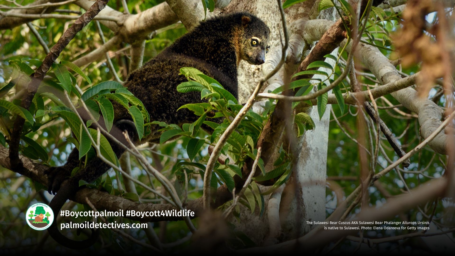 Bear Cuscus Ailurops ursinus. Image: Elena Odareeva, Getty Images