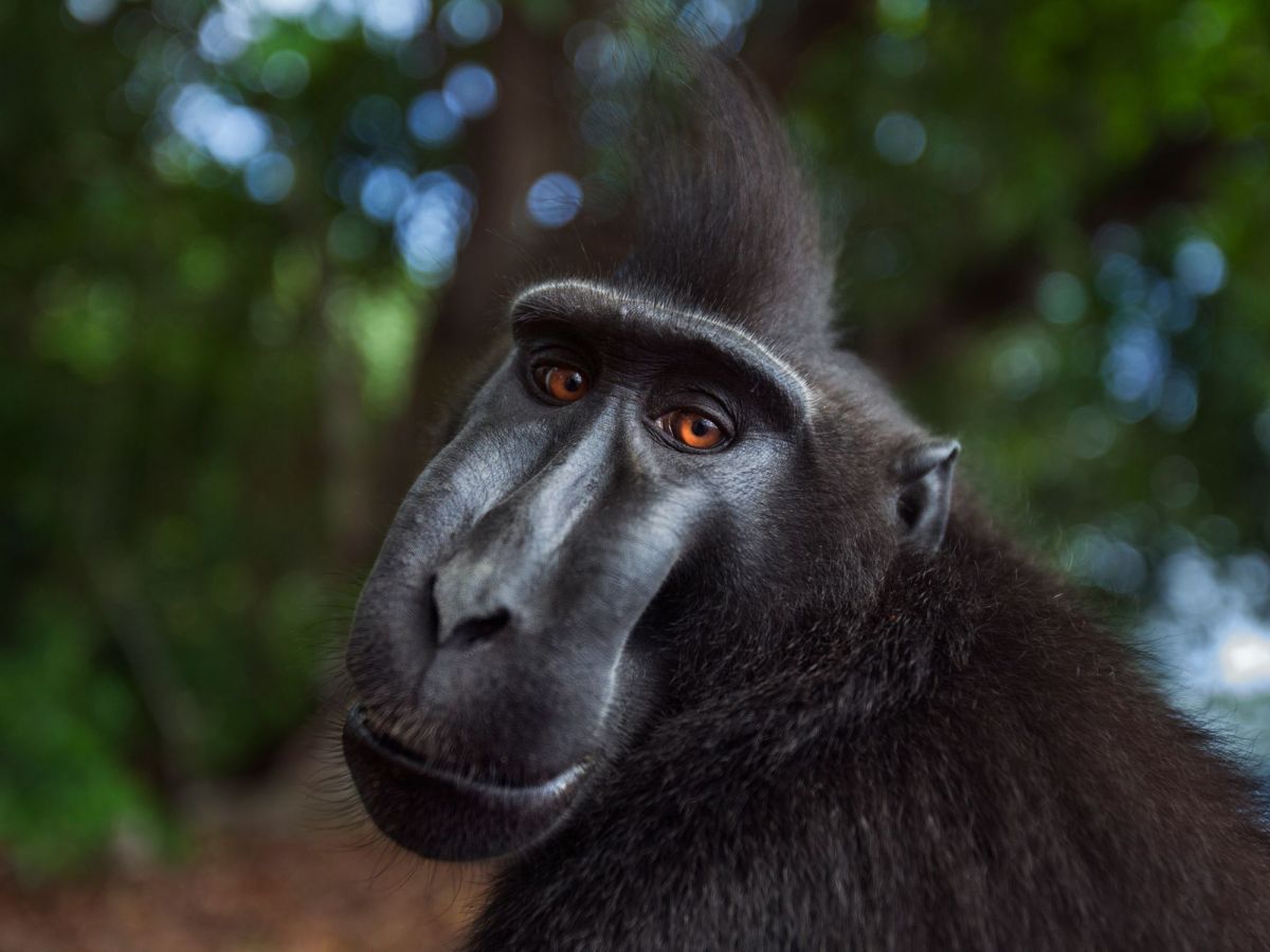 Palm Oil Deforestation Threatens Sulawesi’s Macaques