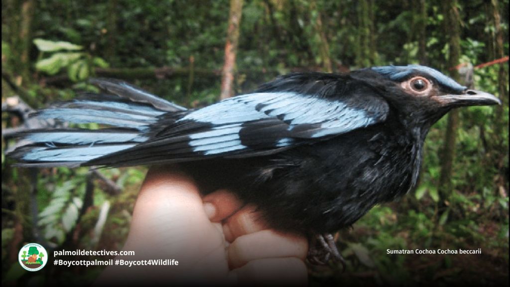 Sumatran Cochoa Cochoa beccarii (2)