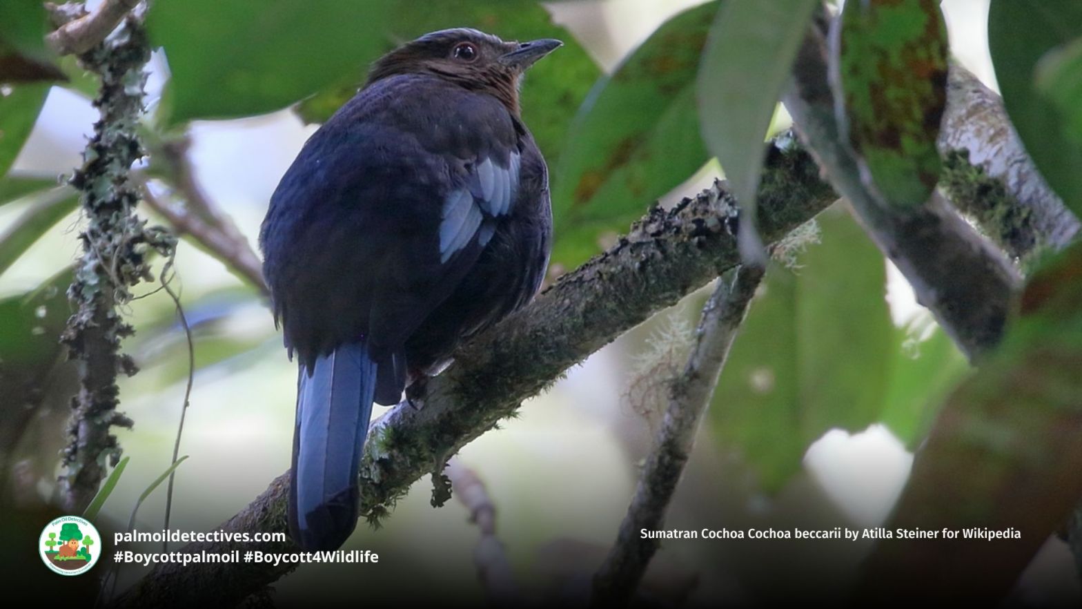 Sumatran Cochoa Cochoa beccarii by Atilla Steiner for Wikipedia