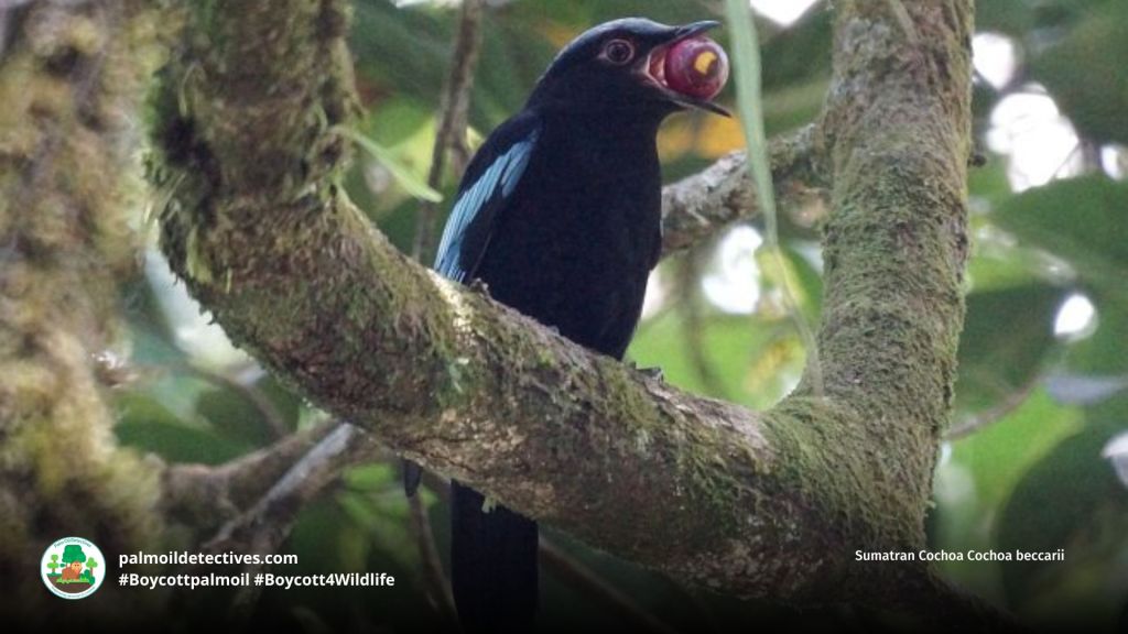 Sumatran Cochoa Cochoa beccarii