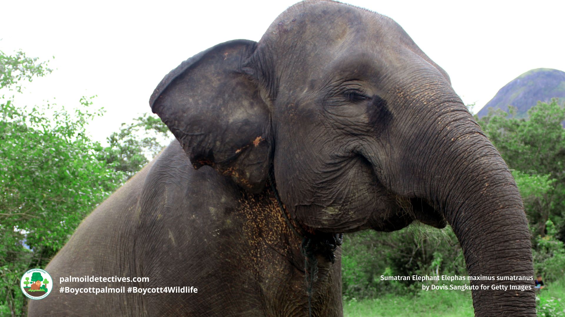 Sumatran Elephant Elephas maximus sumatranus by Dovis Sangkuto for Getty Images