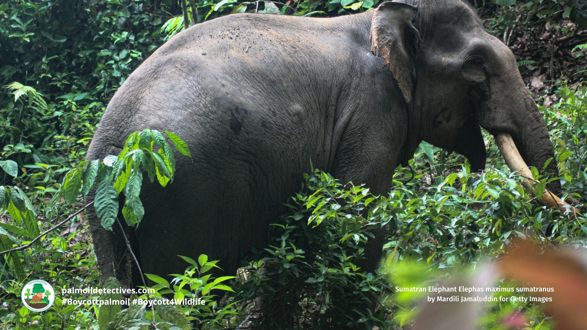 Sumatran Elephant Elephas maximus sumatranus by Mardili Jamaluddin for Getty Images