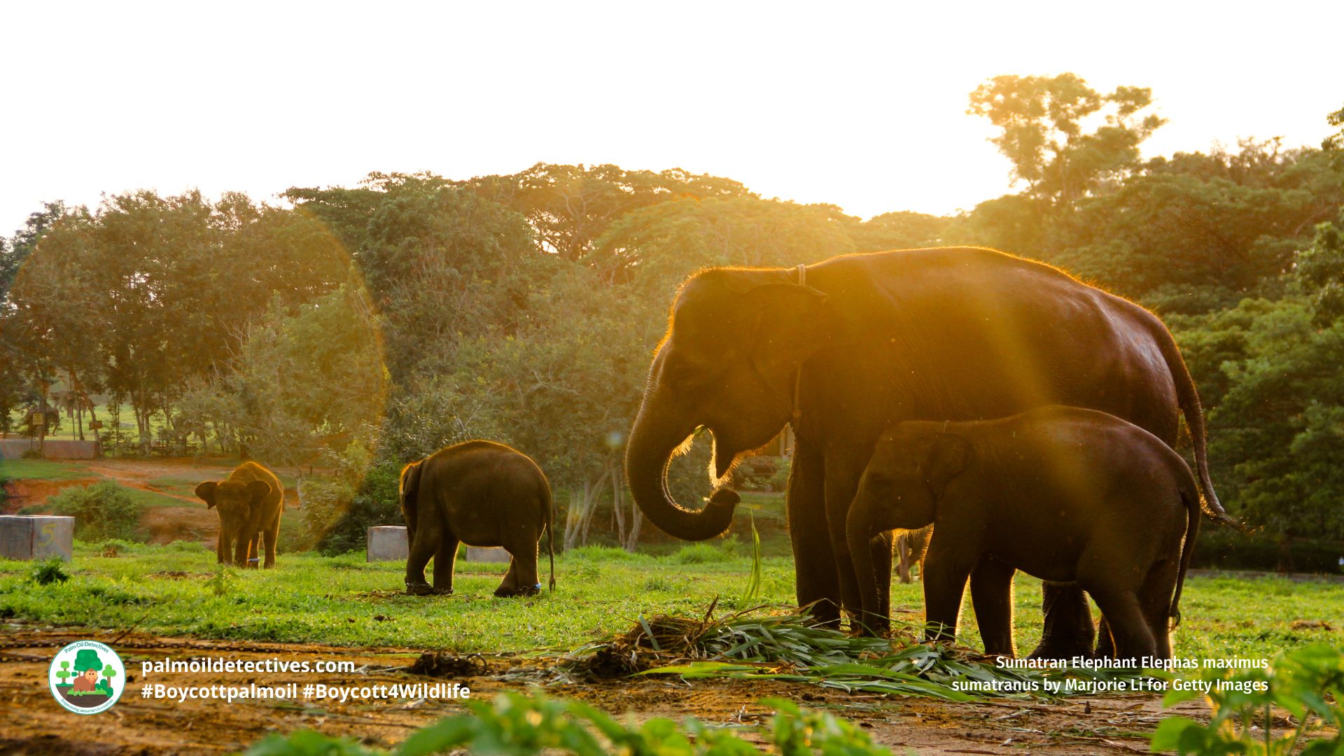Sumatran Elephant Elephas maximus sumatranus by Marjorie Li for Getty Images