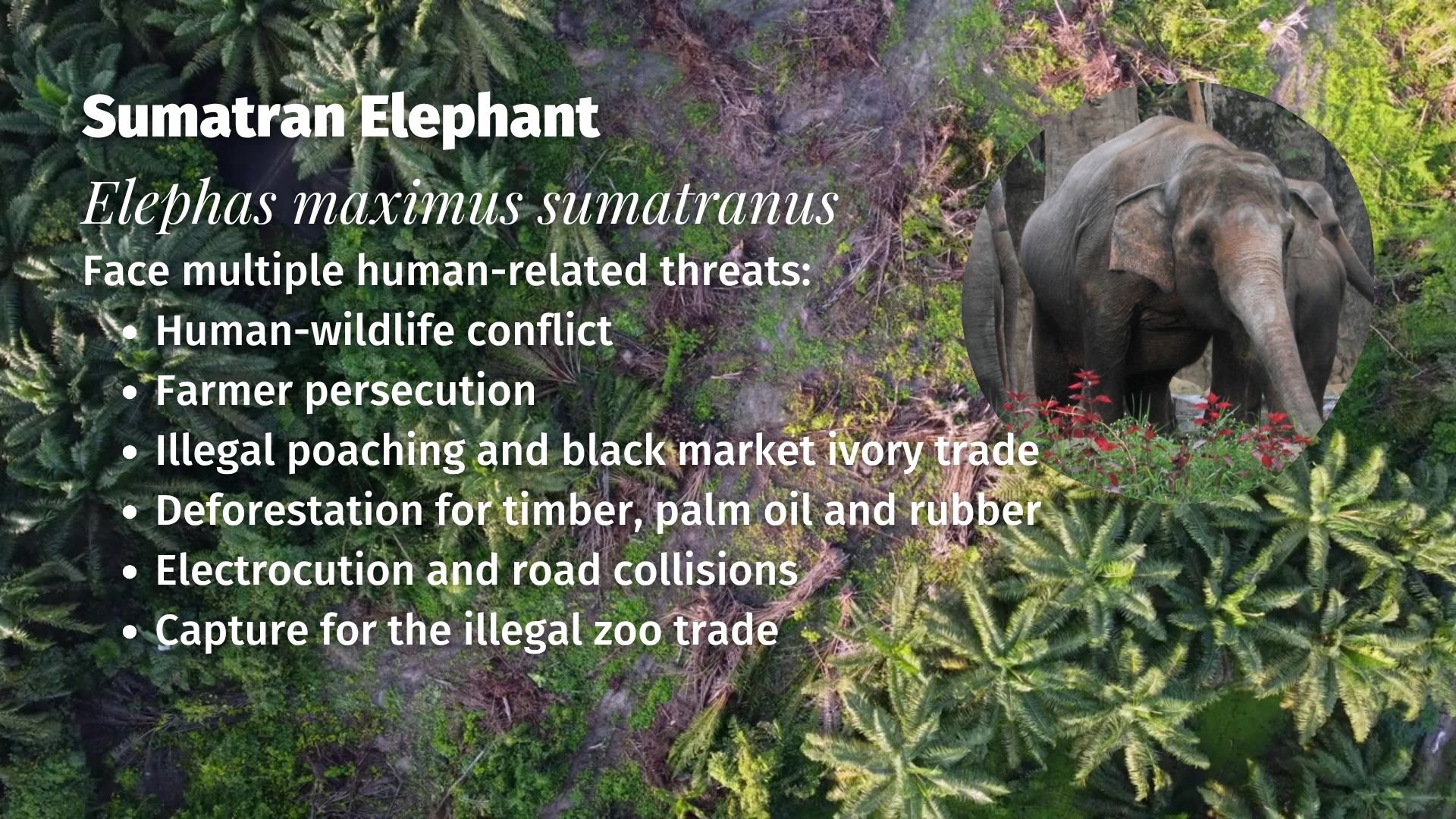 Sumatran Elephant Elephas maximus sumatranus threats