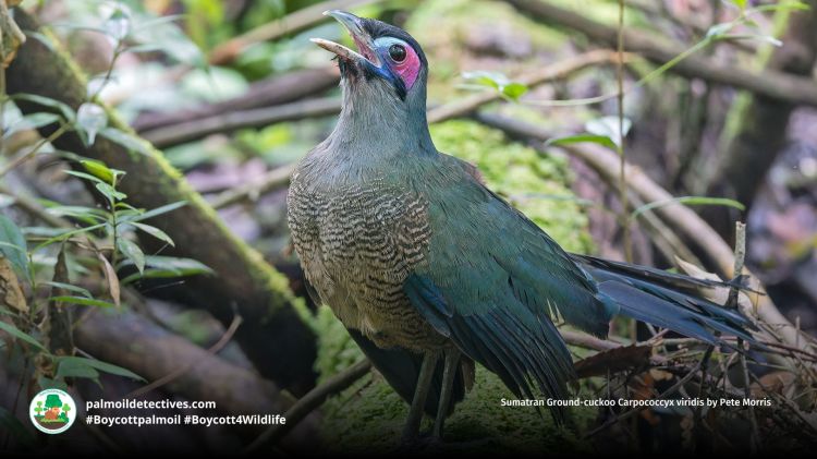 Sumatran Ground-cuckoo Carpococcyx viridis