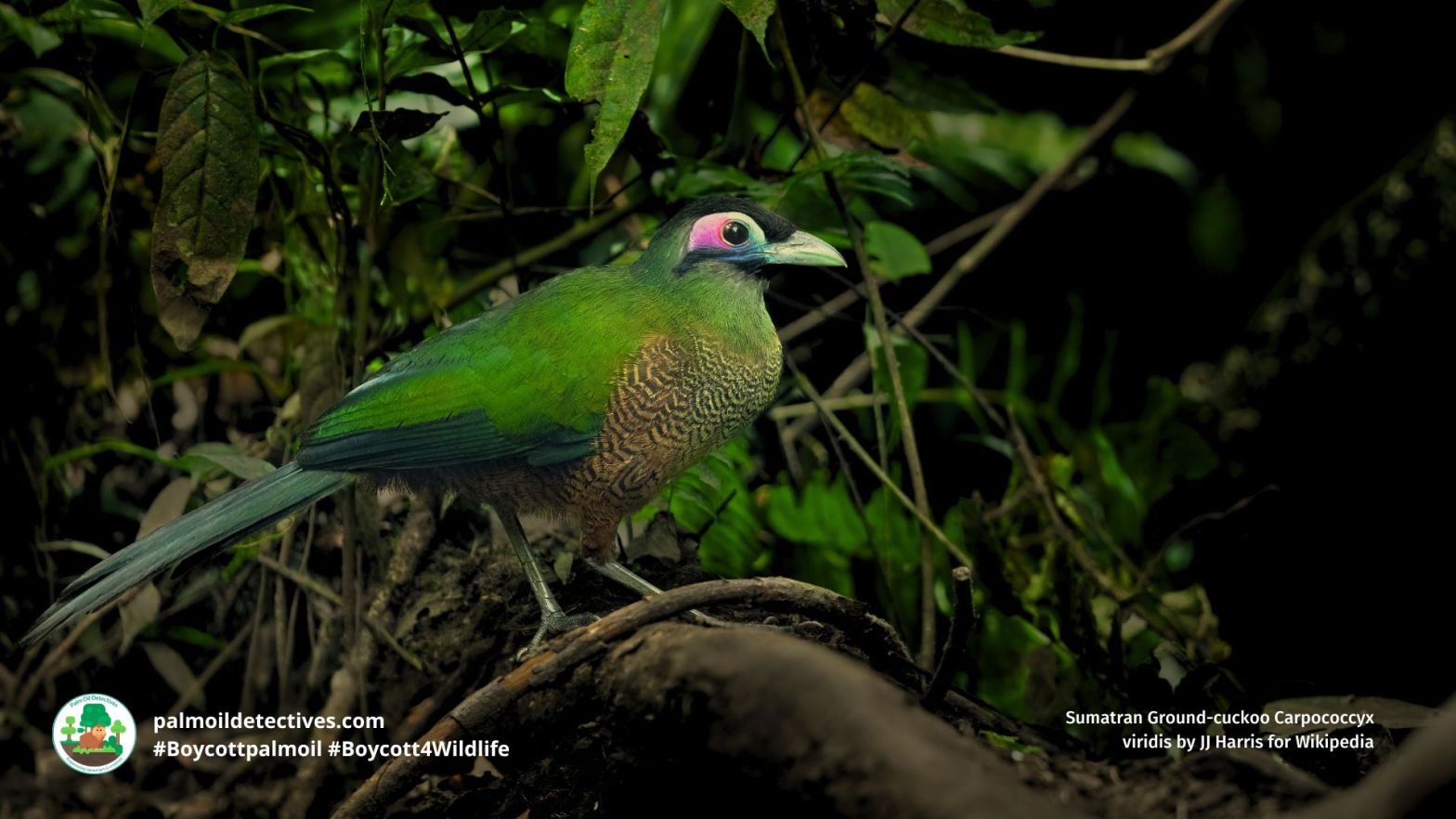 Sumatran Ground-cuckoo Carpococcyx viridis walking in the forest