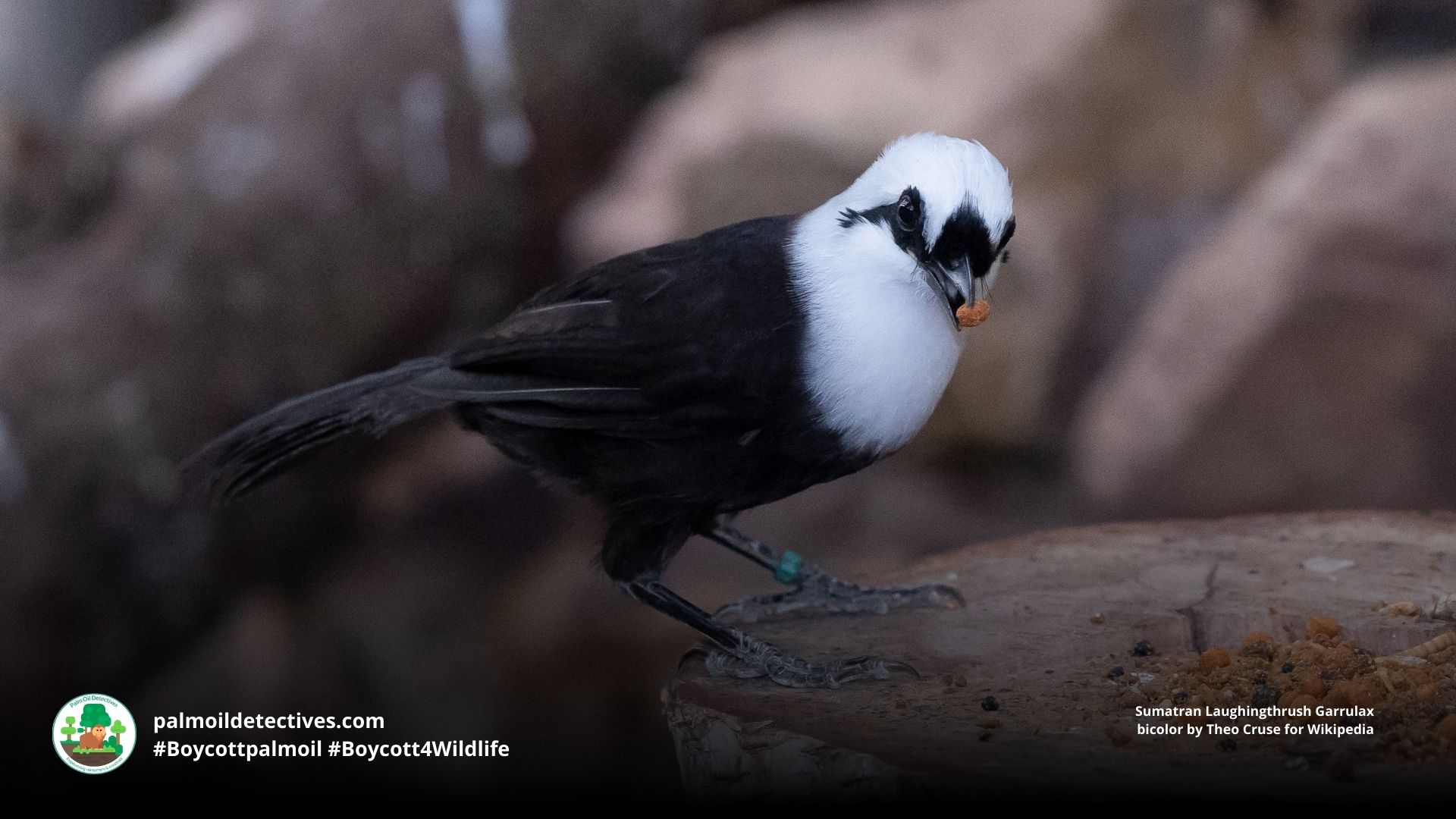 Sumatran Laughingthrush Garrulax bicolor