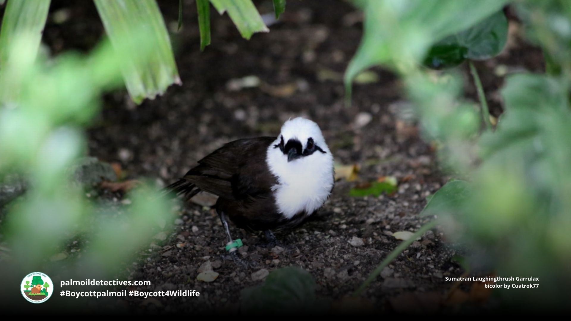 Sumatran Laughingthrush Garrulax bicolor