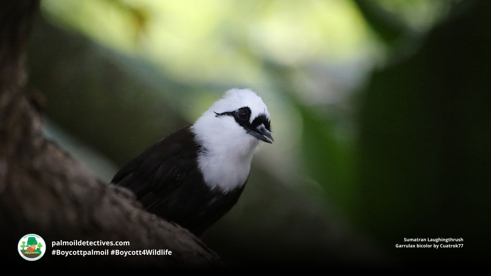 Sumatran Laughingthrush Garrulax bicolor