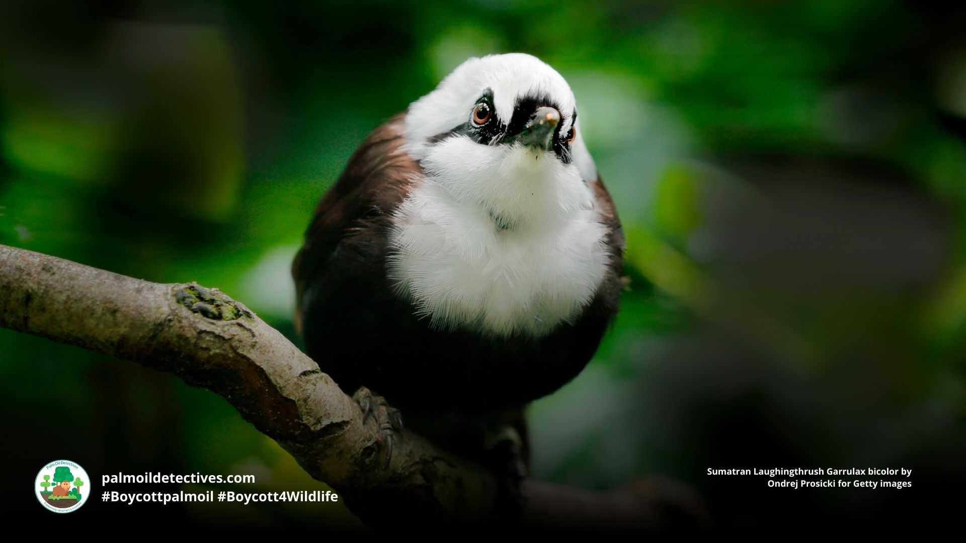 Sumatran Laughingthrush Garrulax bicolor