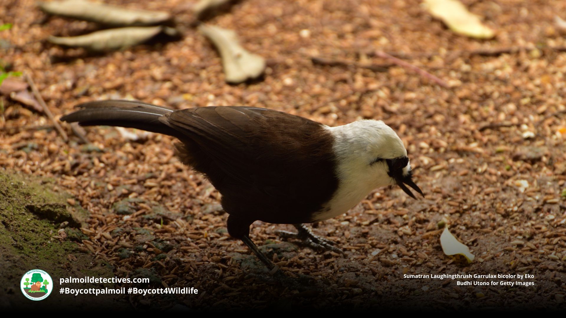Sumatran Laughingthrush Garrulax bicolor