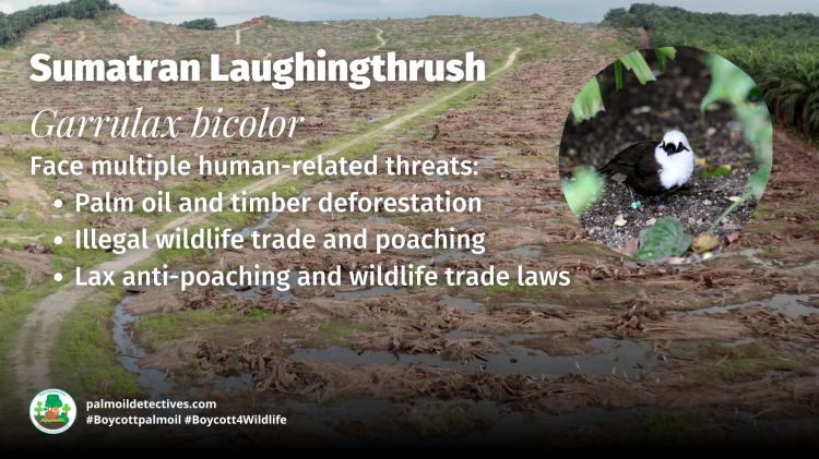 Sumatran Laughingthrush Garrulax bicolor threats
