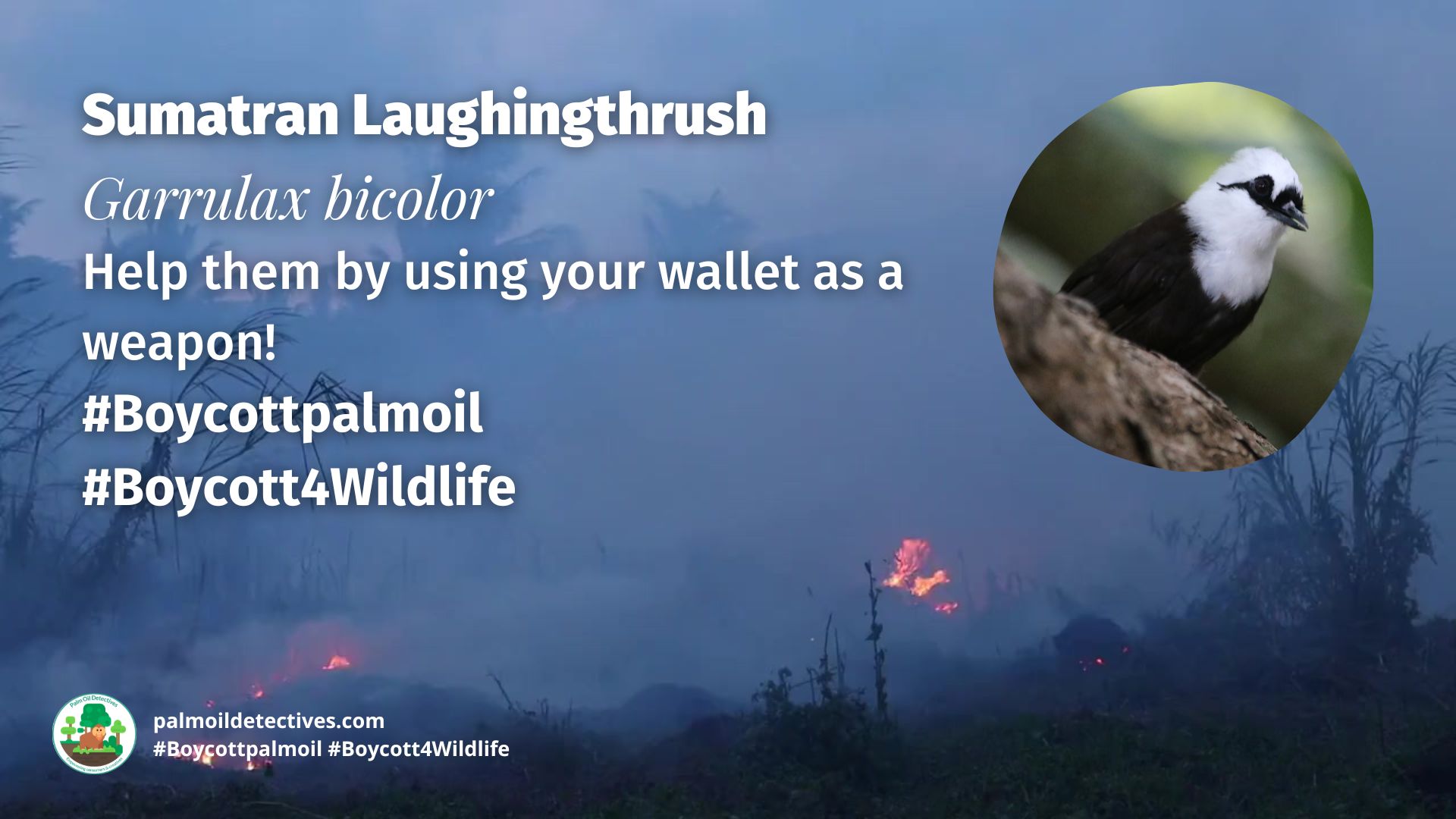 Sumatran Laughingthrush Garrulax bicolor