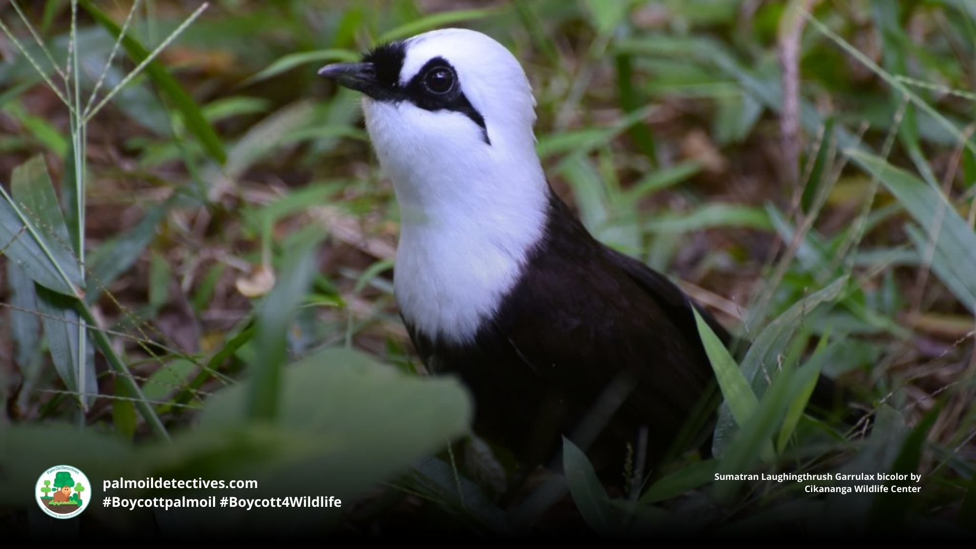 Sumatran Laughingthrush Garrulax bicolor 