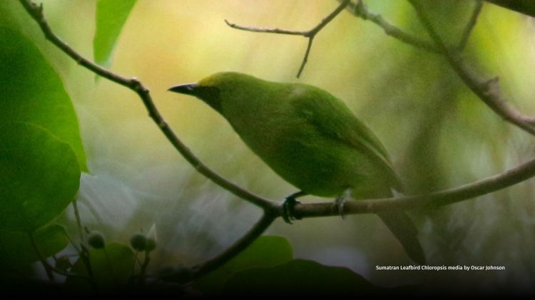 Sumatran Leafbird Chloropsis media by Oscar Johnson