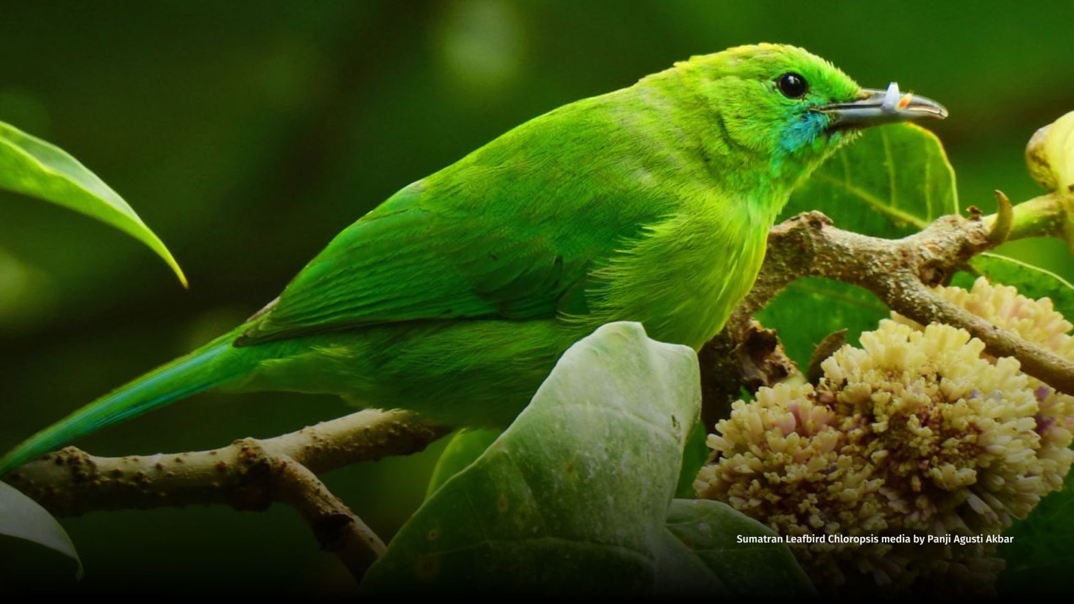 Sumatran Leafbird Chloropsis media by Panji Agusti Akbar