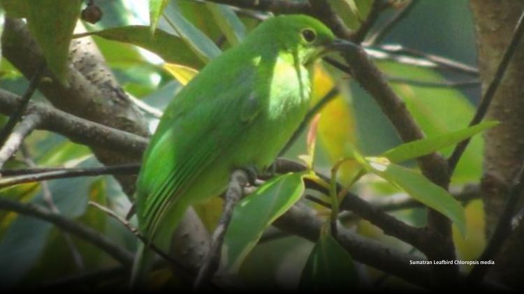 Sumatran Leafbird Chloropsis media