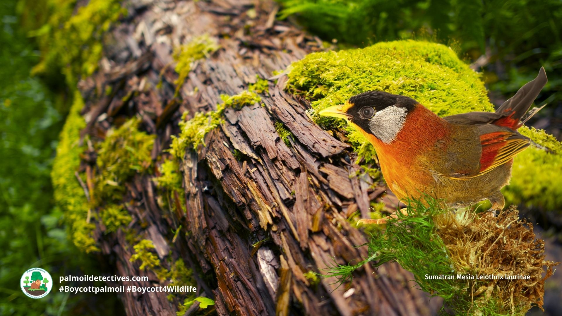Sumatran Mesia Leiothrix laurinae