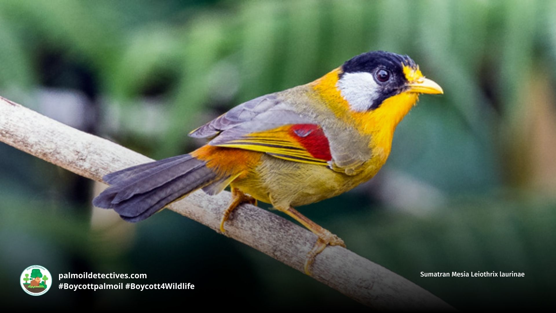 Sumatran Mesia Leiothrix laurinae