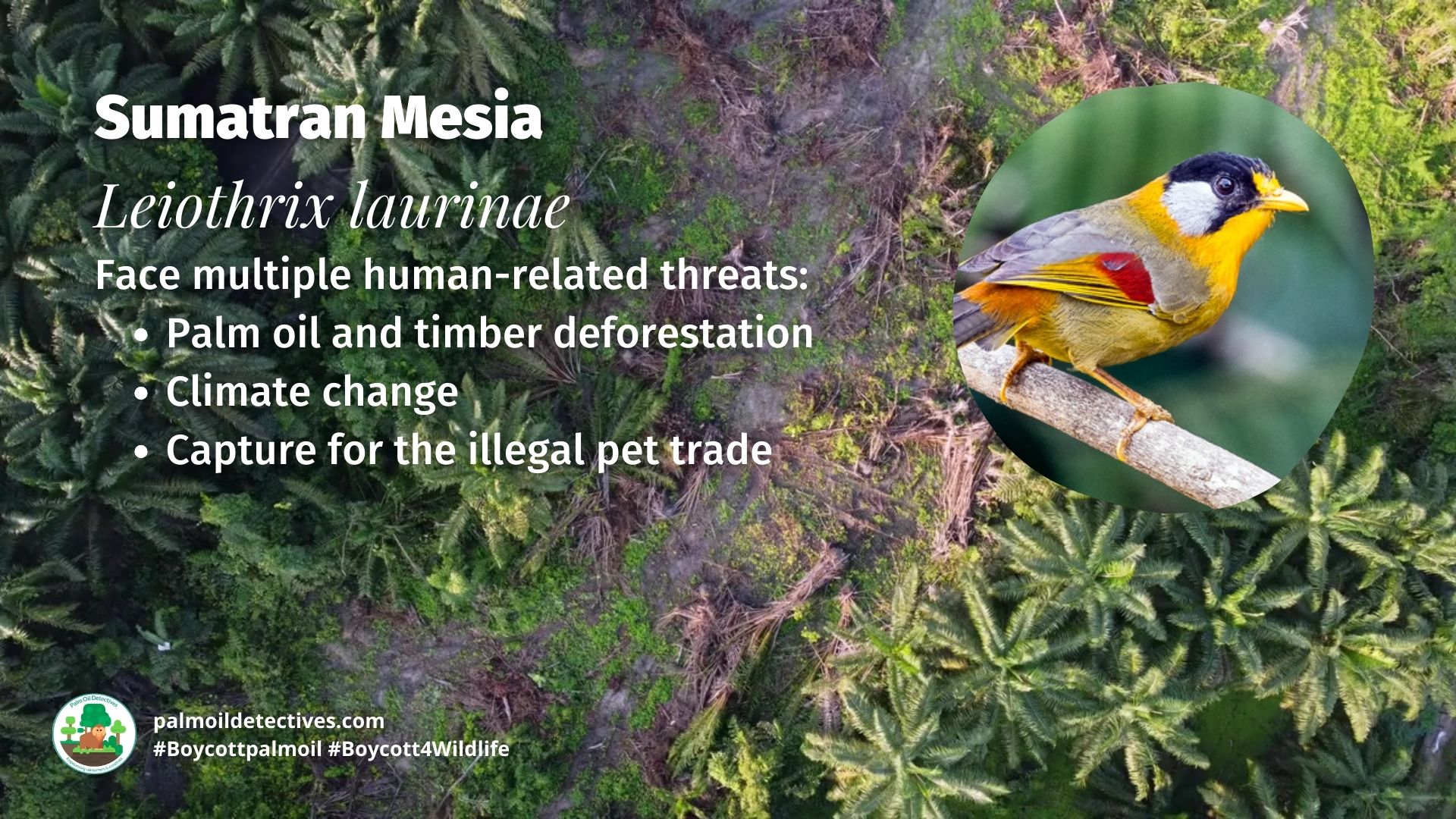 Sumatran Mesia Leiothrix laurinae threats