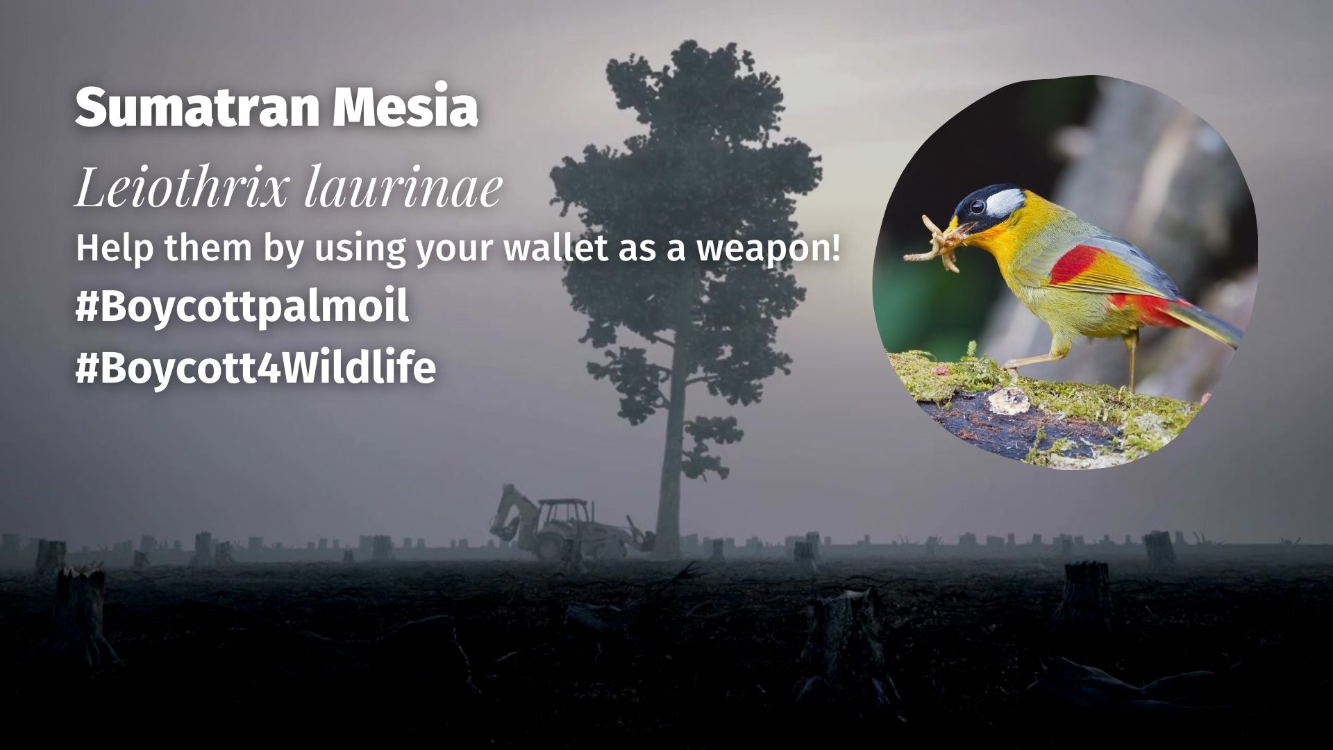 Sumatran Mesia Leiothrix laurinae boycott