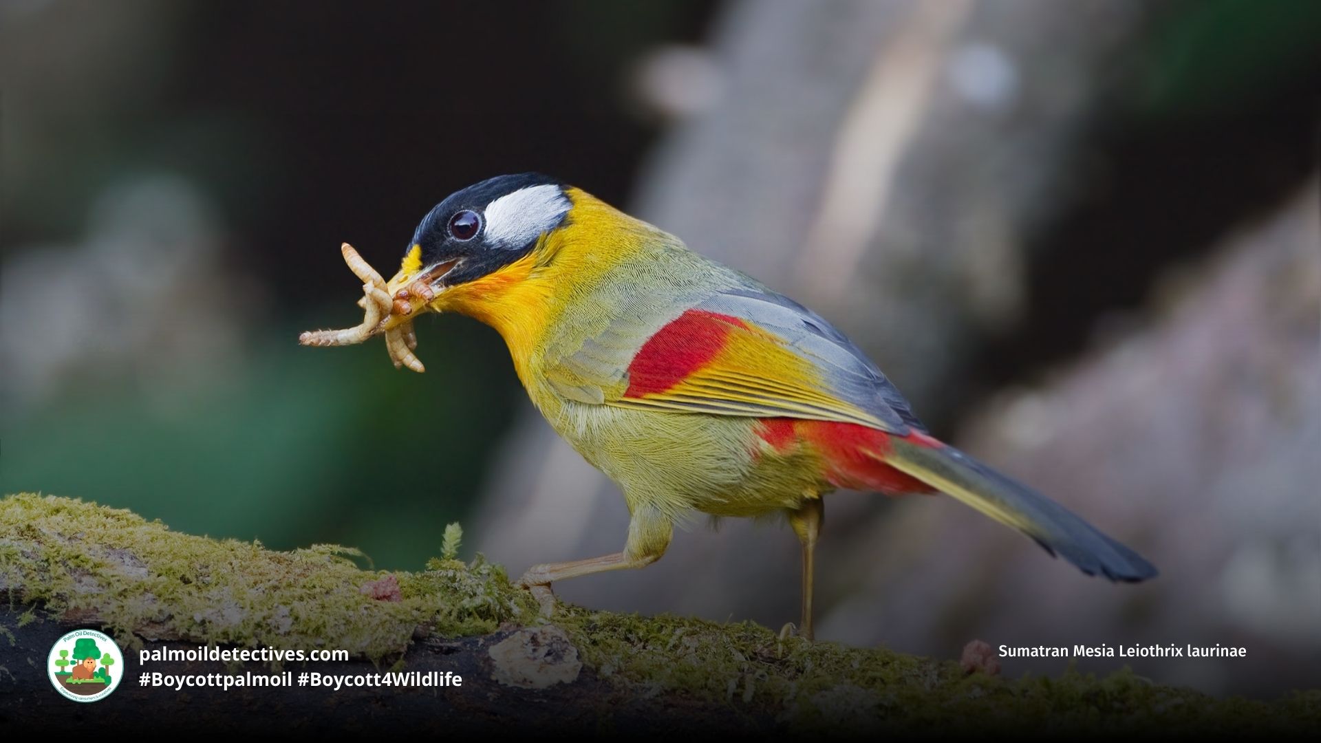 Sumatran Mesia Leiothrix laurinae