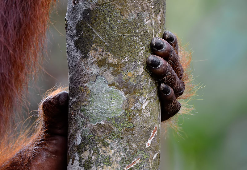 Sumatran Orangutan hand by Craig Jones