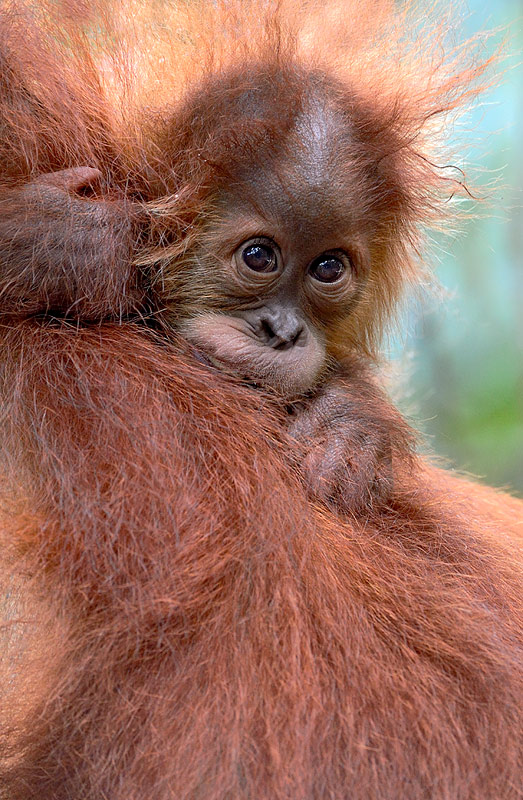 Sumatran Orangutan mother and baby by Craig Jones