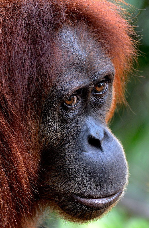 Close up of a Sumatran Orangutan by Craig Jones