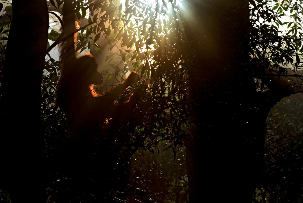 A female Sumatran Orangutan wakes by Craig Jones