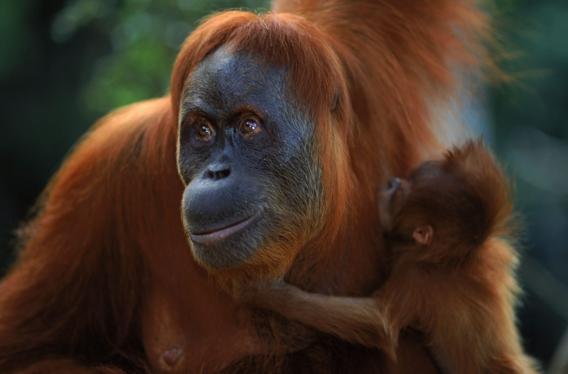 Sumatran orang utan (Pongo abelii) female 'Suma' reunited with male baby 'Forester in Sumatra, Indonesia