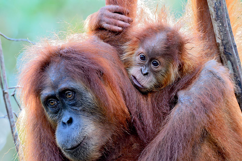 Sumatran Orangutan mother and baby by Craig Jones