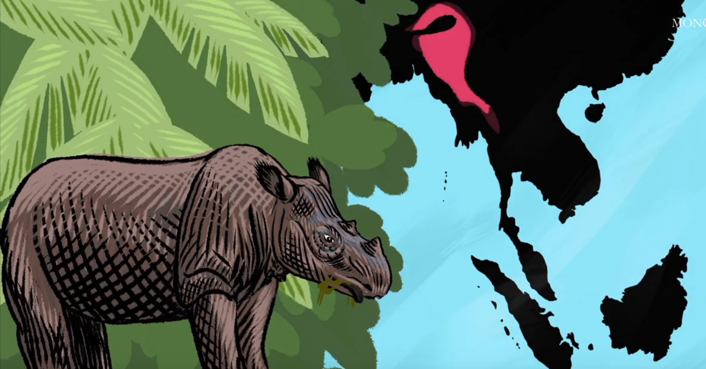 Sumatran Rhino Dicerorhinus sumatrensis