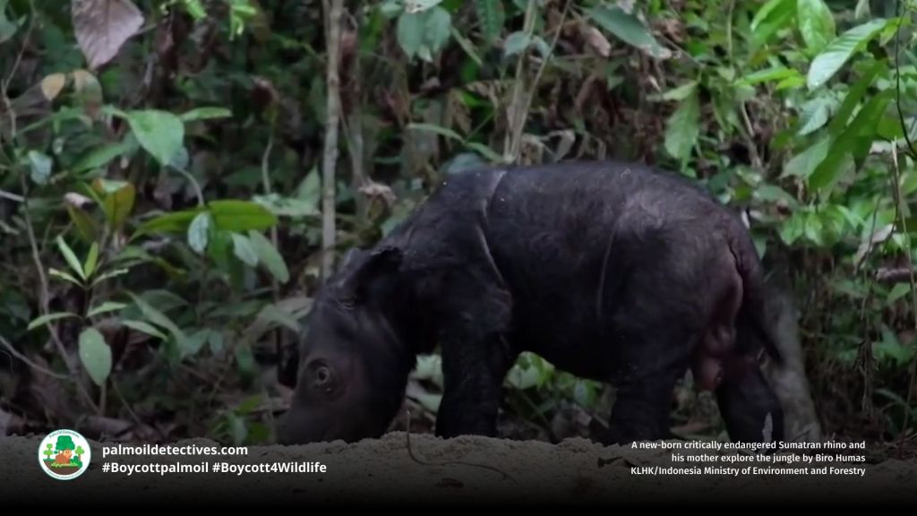 New born Sumatran Rhino Dicerorhinus sumatrensis and her mother