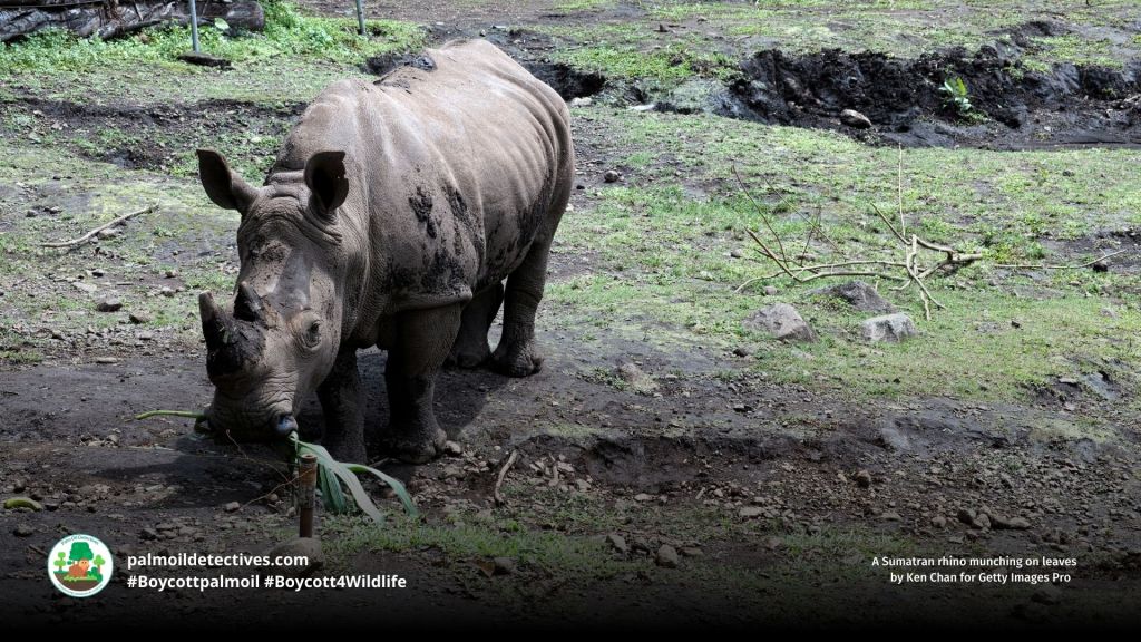Sumatran Rhino Dicerorhinus sumatrensis eating leaves