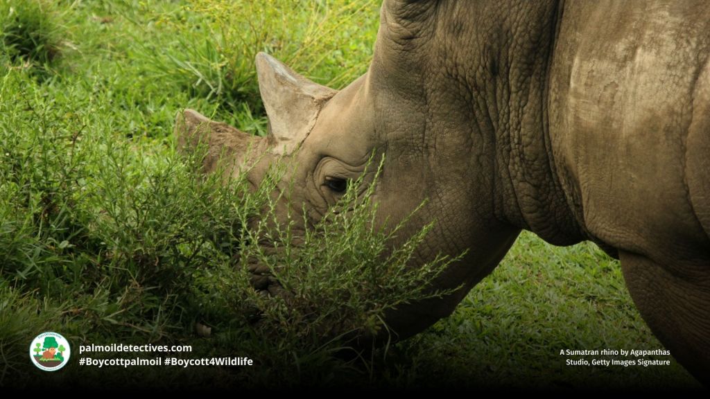 Sumatran Rhino Dicerorhinus sumatrensis