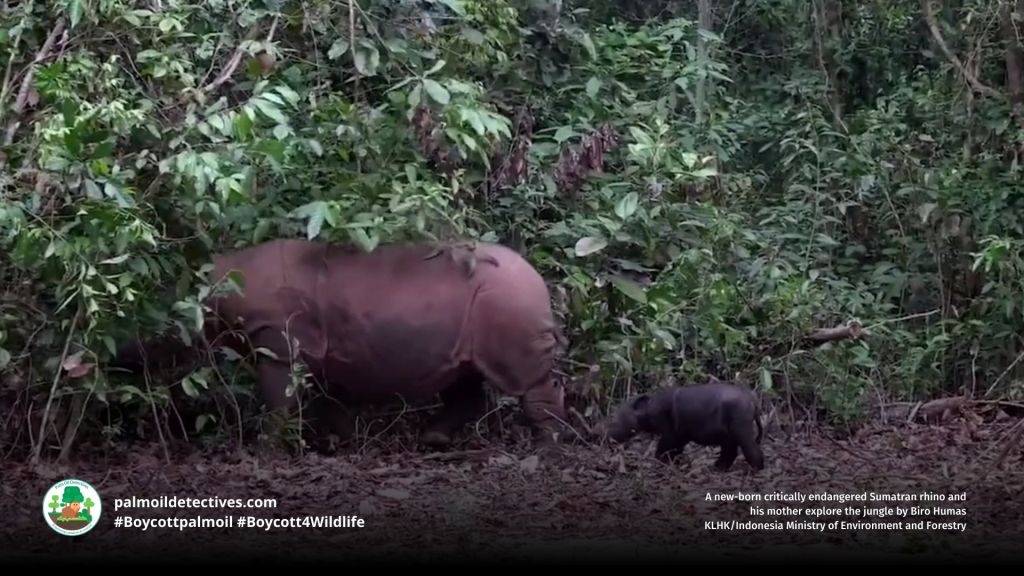 New born Sumatran Rhino Dicerorhinus sumatrensis and her mother
