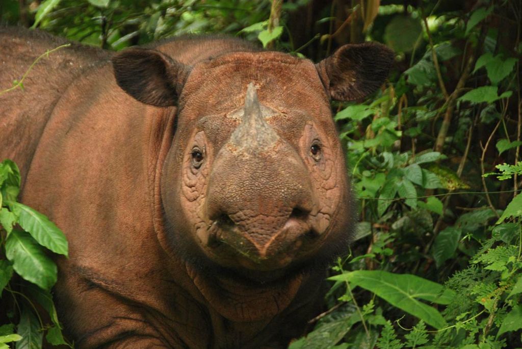 Sumatran Rhino Dicerorhinus sumatrensis
