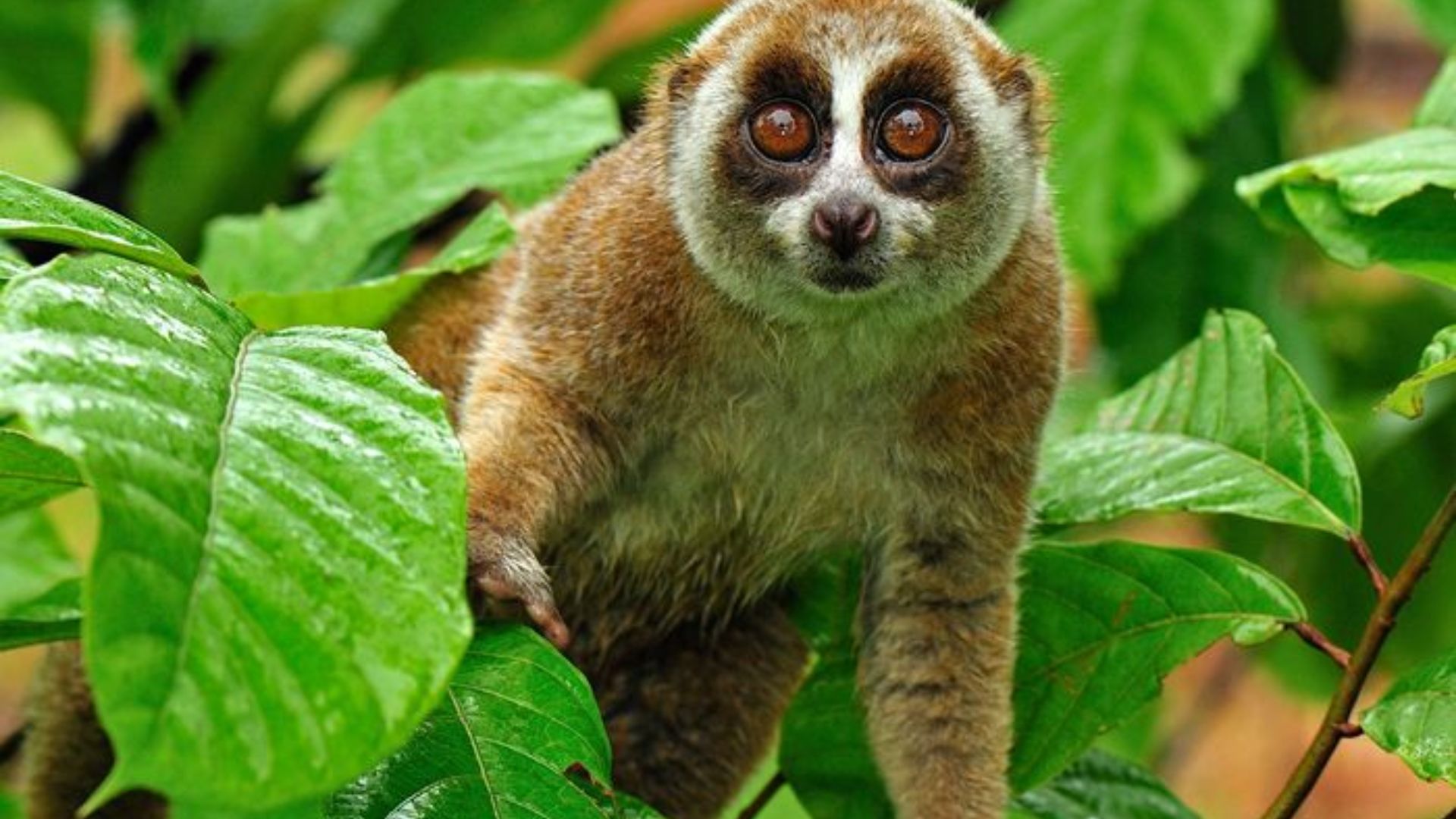 Sumatran Slow Loris Nycticebus hilleri