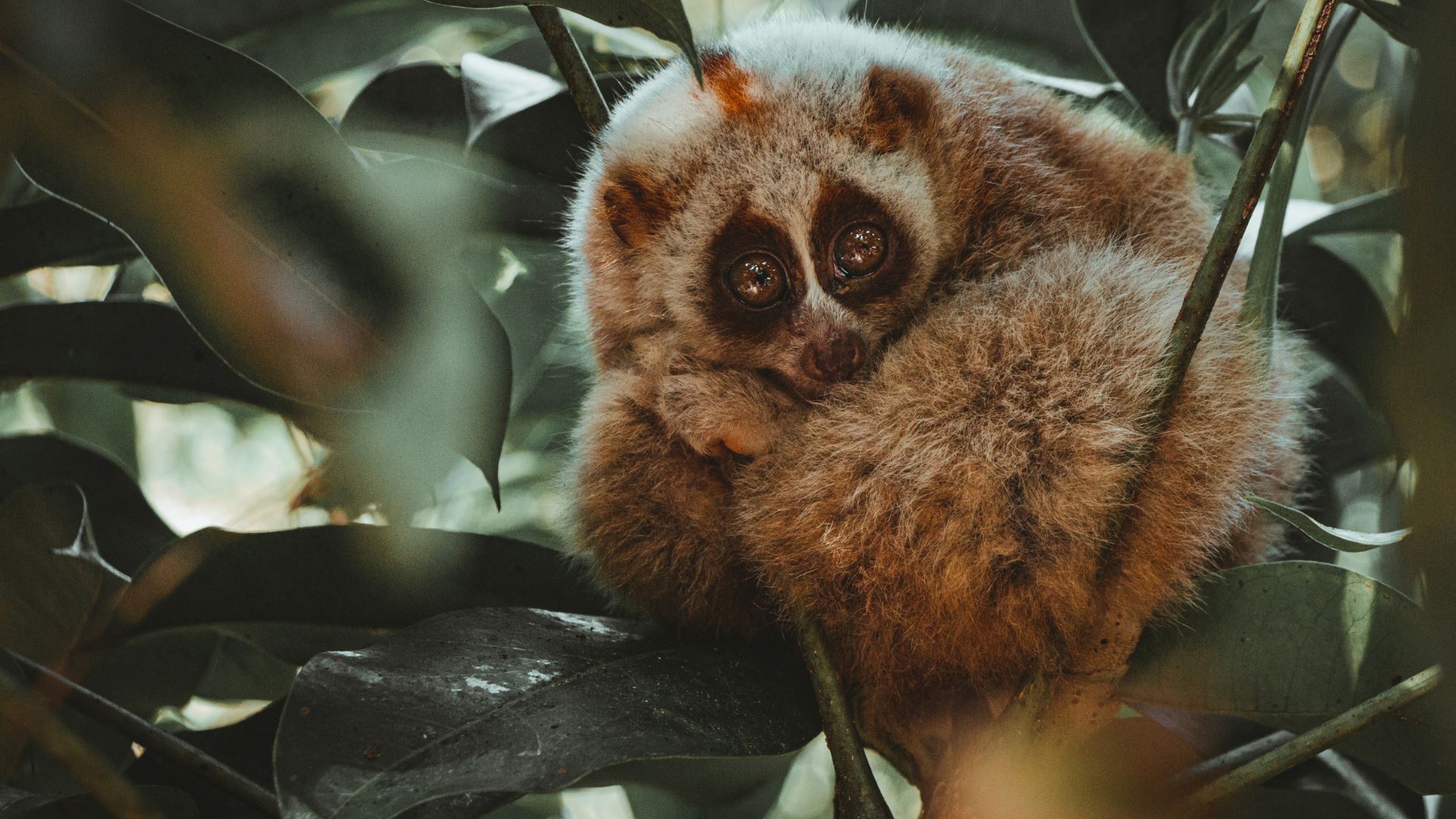 Sumatran Slow Loris Nycticebus hilleri