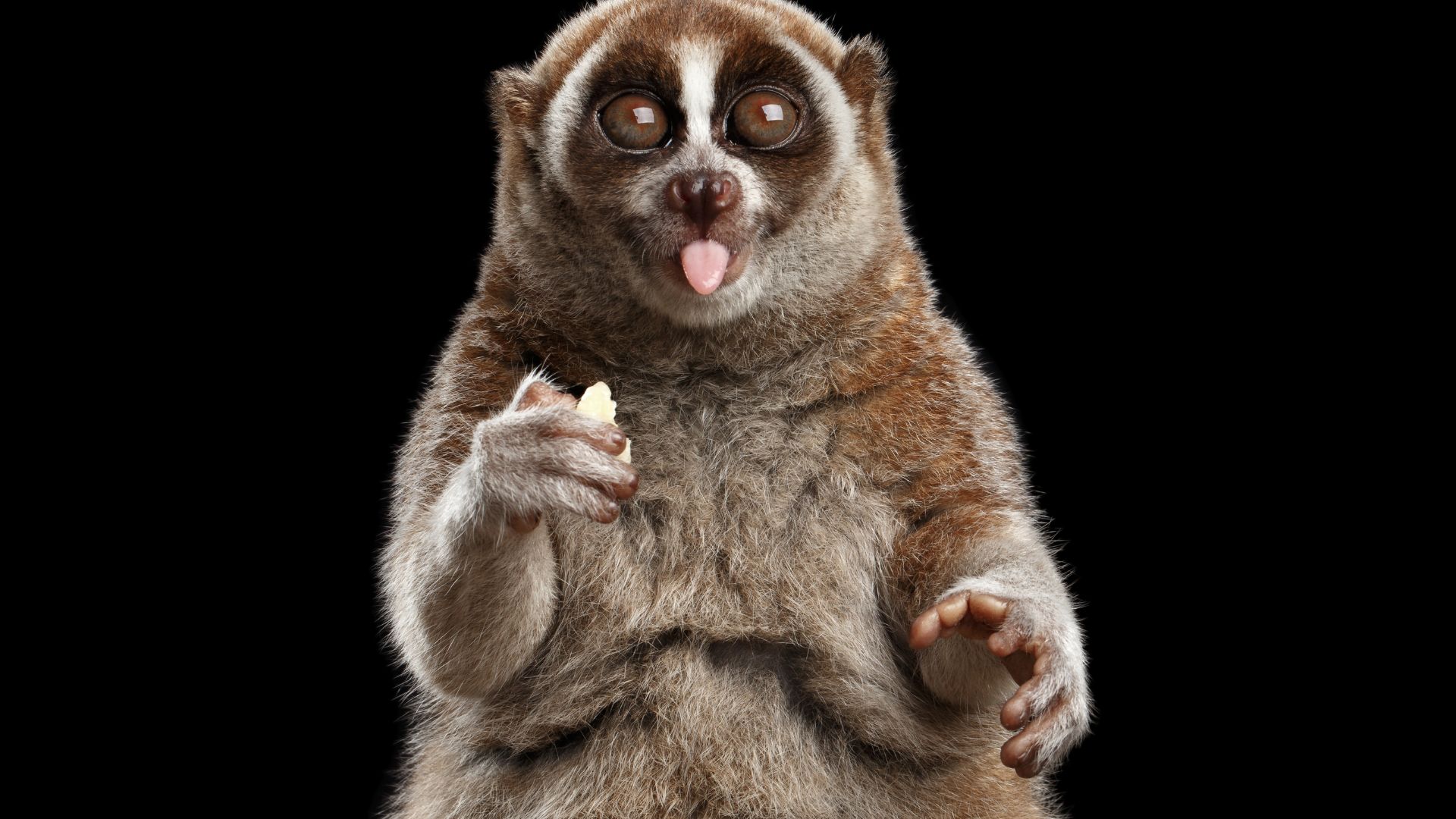 Sumatran Slow Loris Nycticebus hilleri