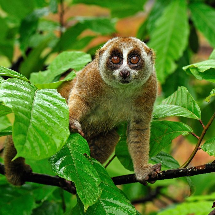 Sumatran Slow Loris