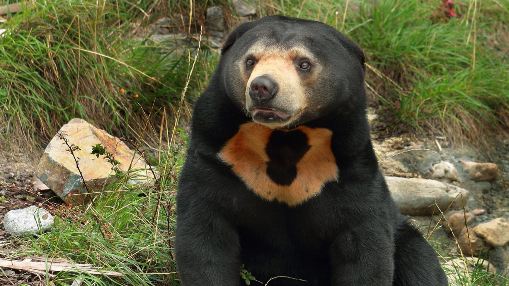 Sun Bear Helarctos malayanus euryspilus