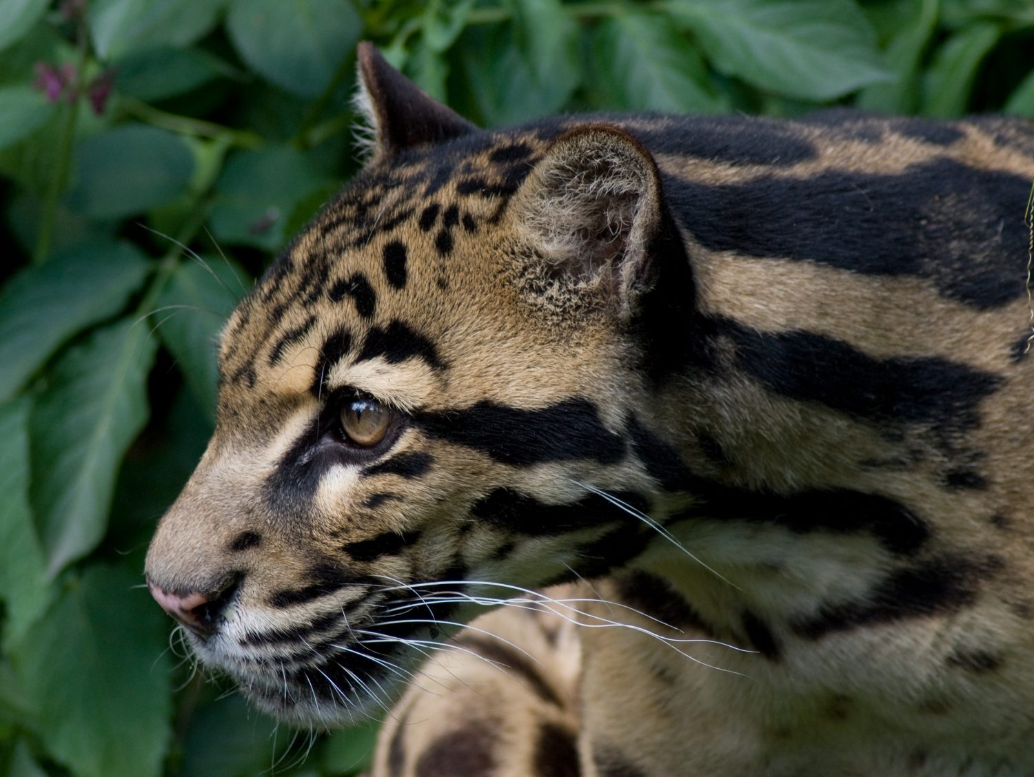 Sunda Clouded Leopard Neofelis diardi