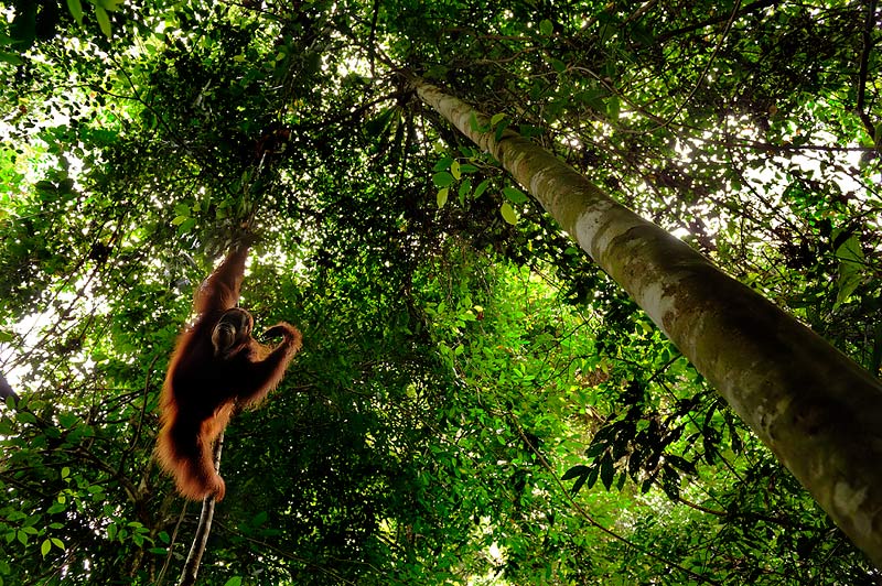 Swinging - Sumatran Orangutan by Craig Jones
