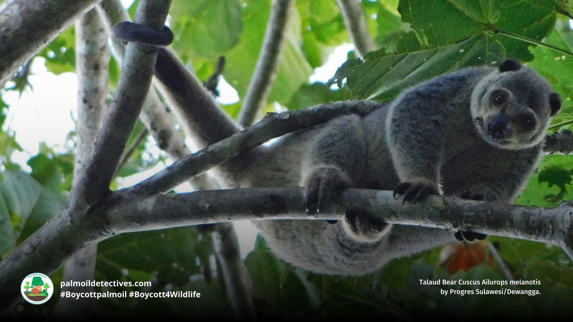 Talaud Bear Cuscus Ailurops melanotis
